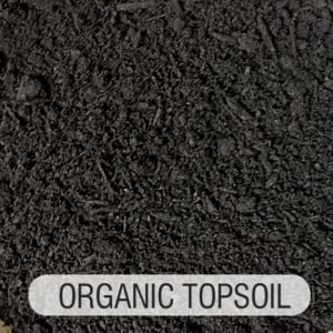 A close up of the top soil of an organic type plant.